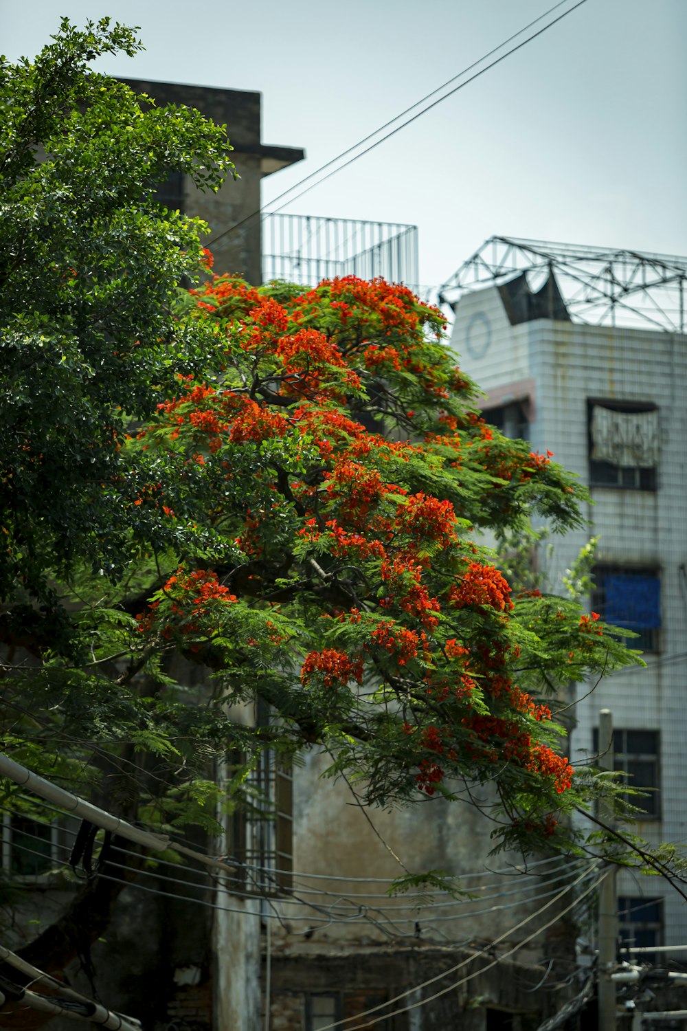 a tree with orange flowers in front of a building