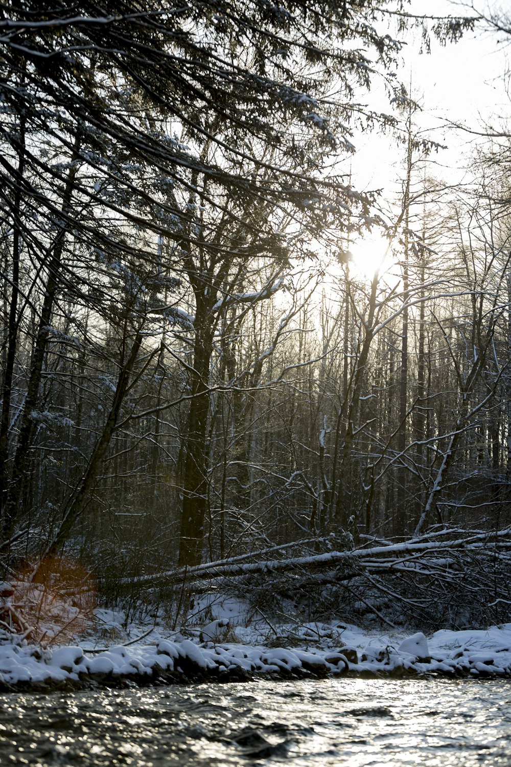 a river running through a forest covered in snow