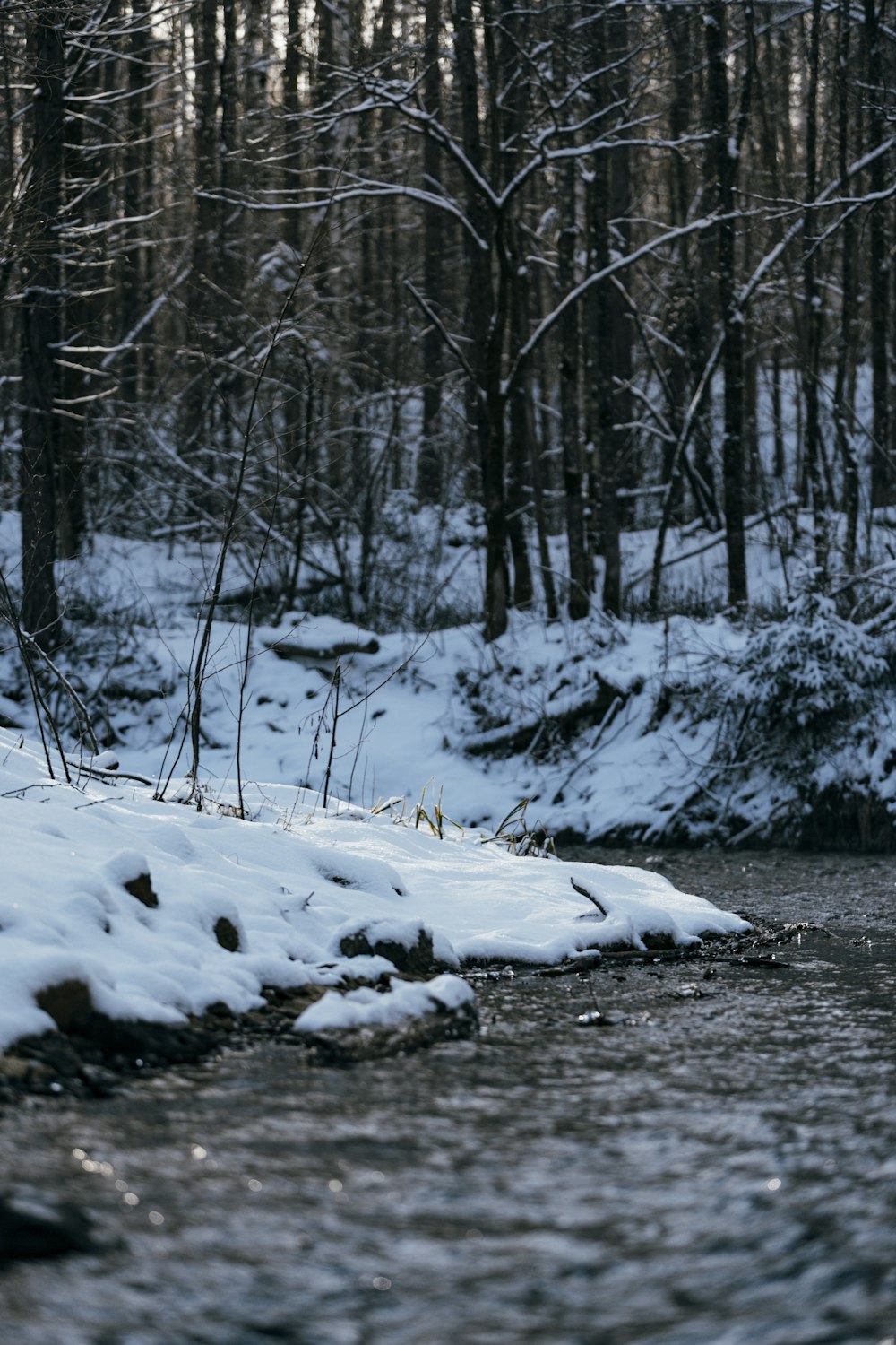 un arroyo que corre a través de un bosque cubierto de nieve