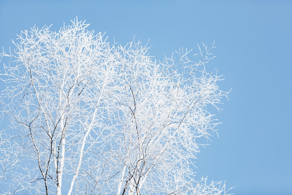 a snow covered tree against a blue sky