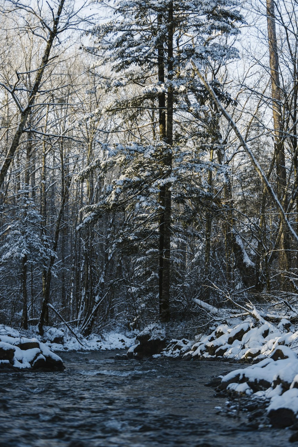 a stream running through a snow covered forest