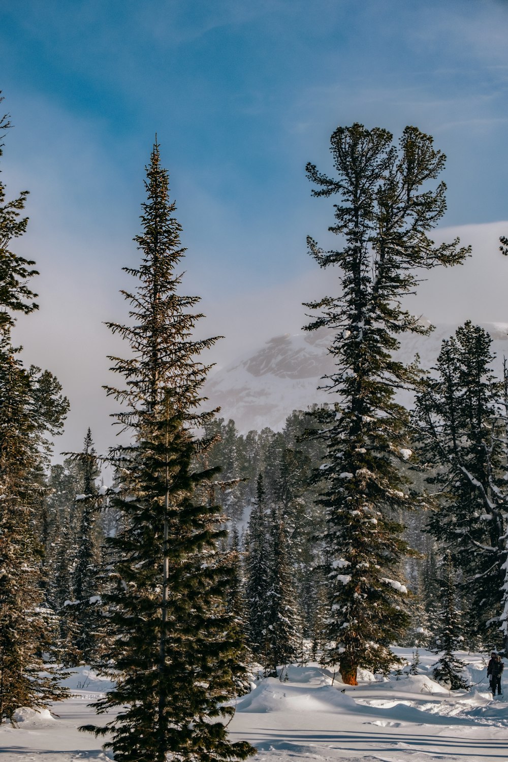 a group of trees in the snow with a mountain in the background