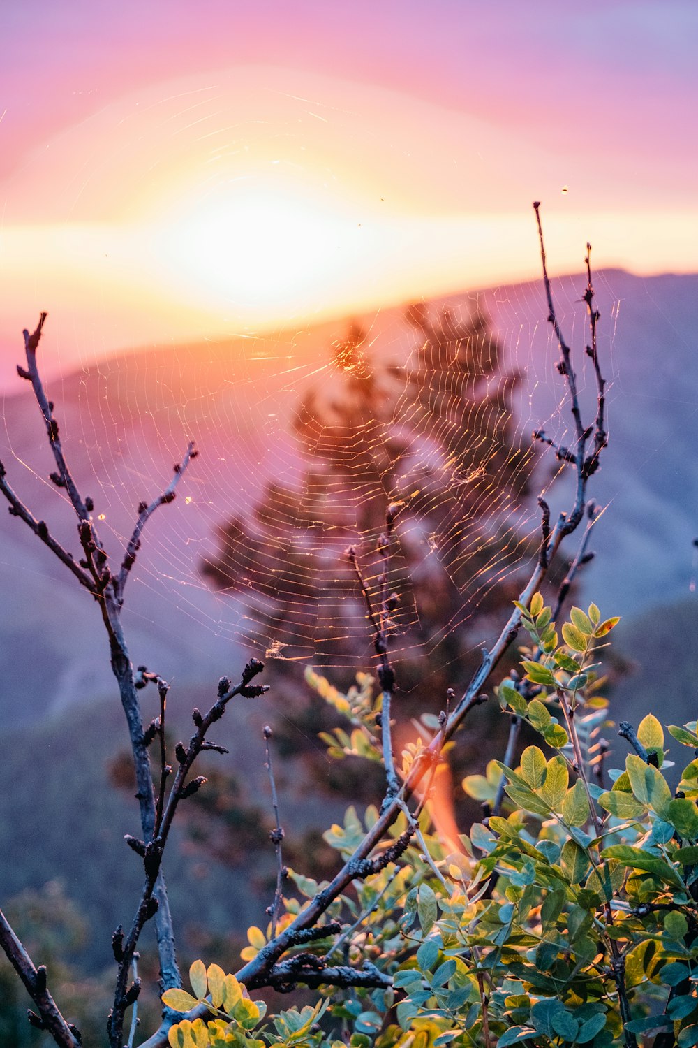 a spider web on a tree branch with the sun setting in the background