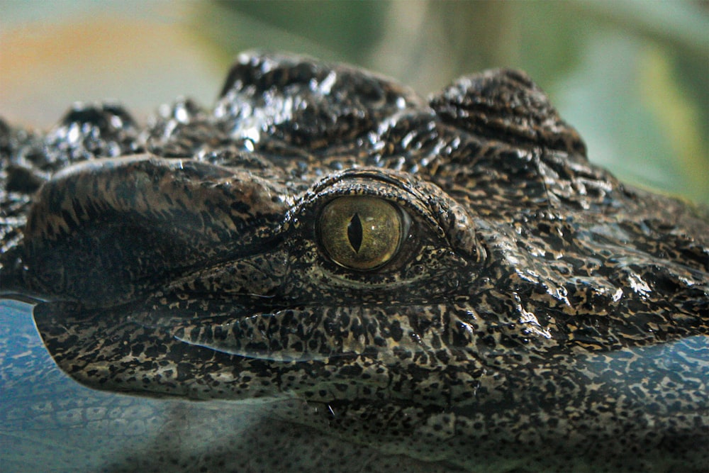 a close up of a crocodile's head with a plant in the background