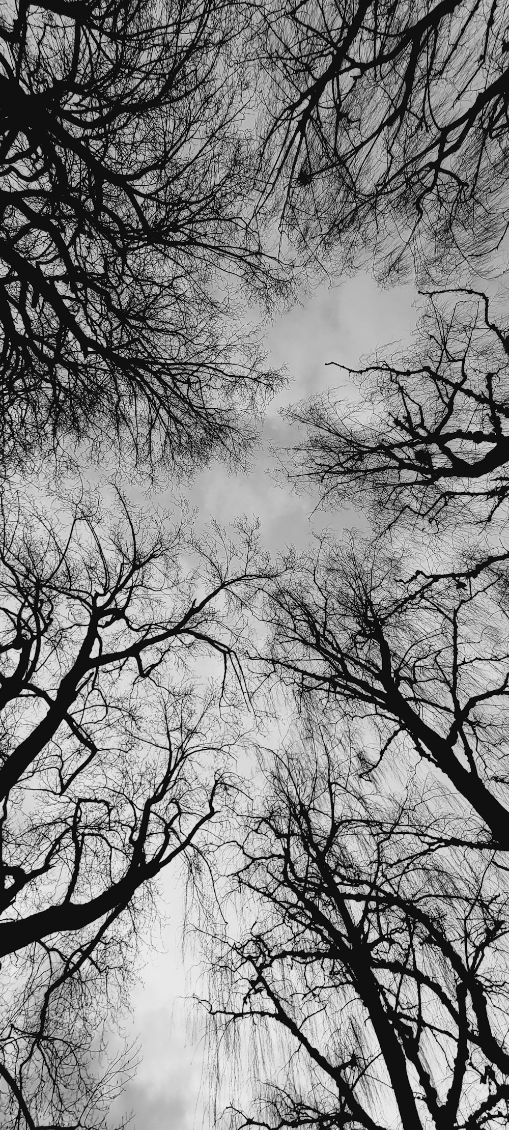 a black and white photo of trees with no leaves