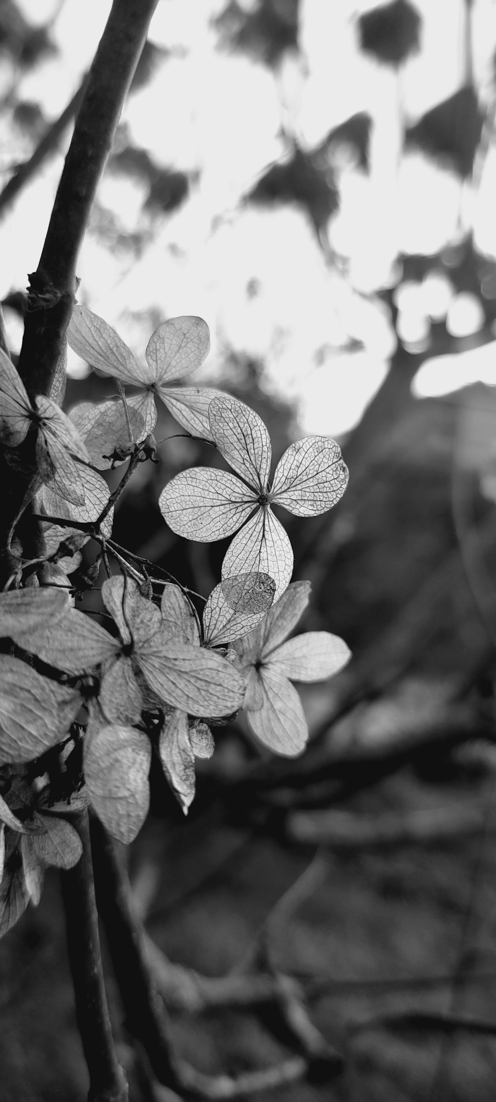 a black and white photo of a branch with leaves