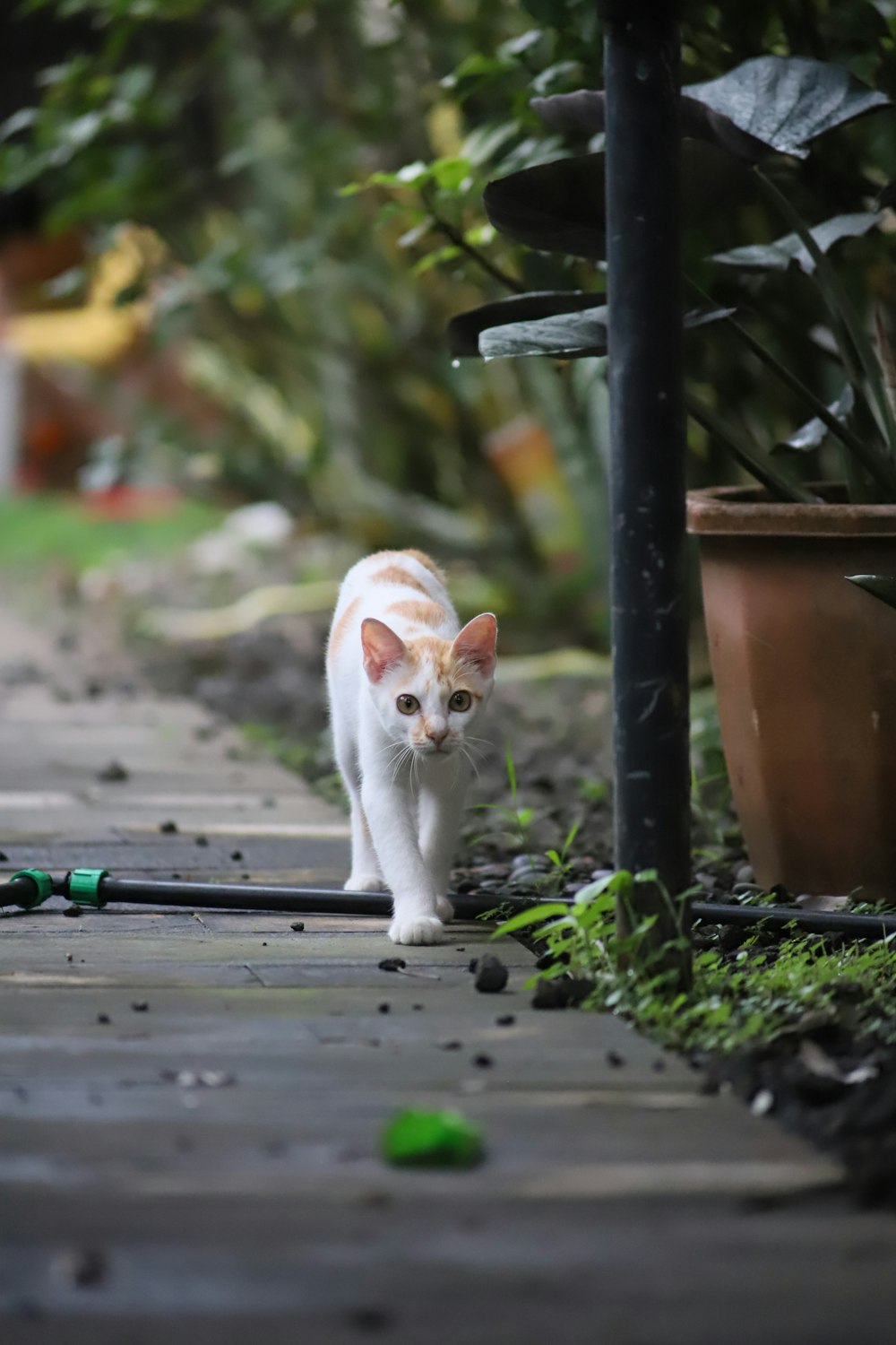 a white cat walking down a sidewalk next to a potted plant