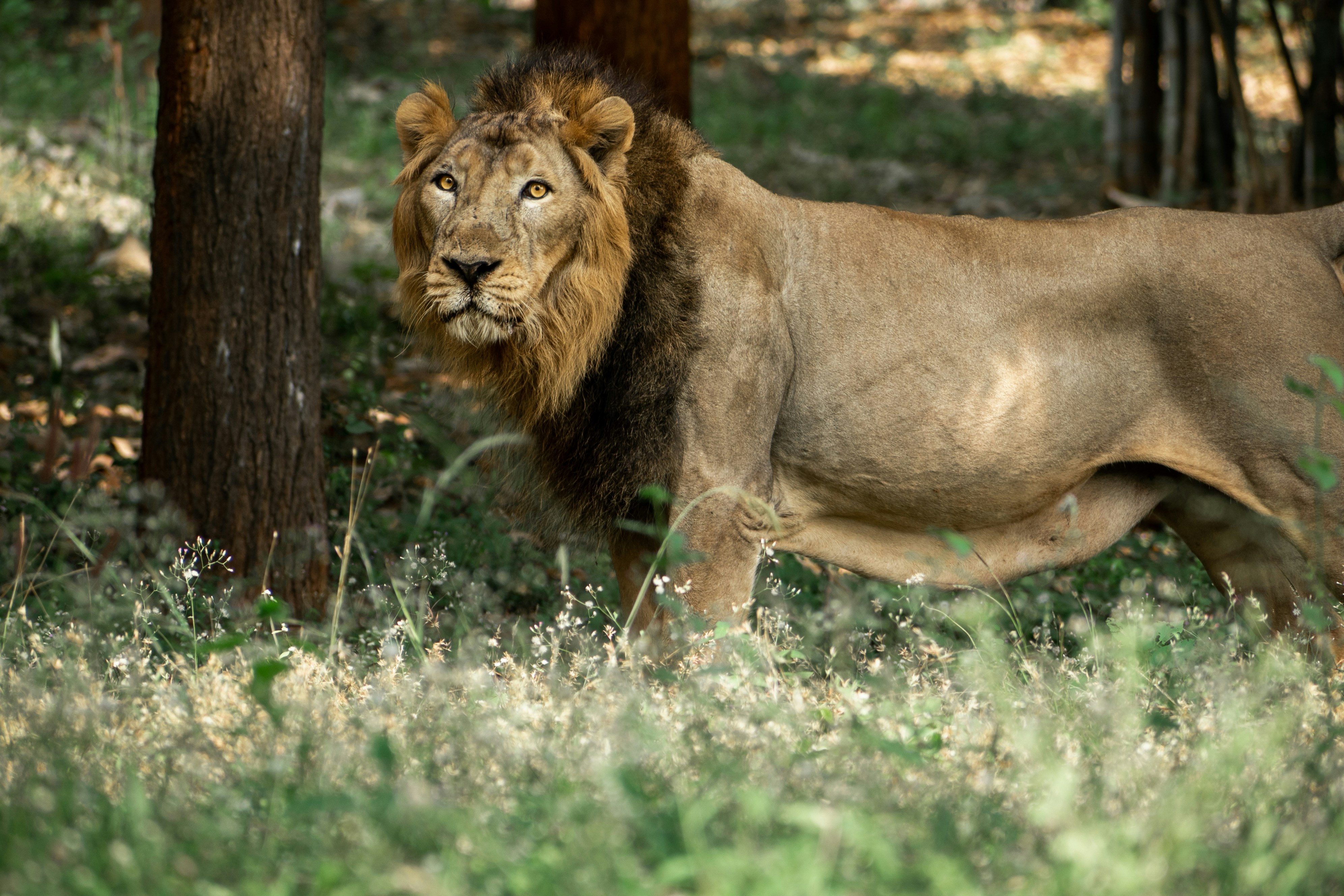 Photo by satyadeep_d