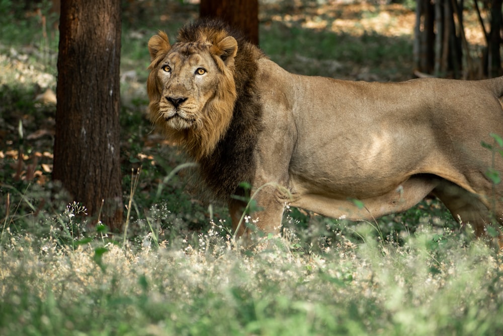 a lion walking through a lush green forest