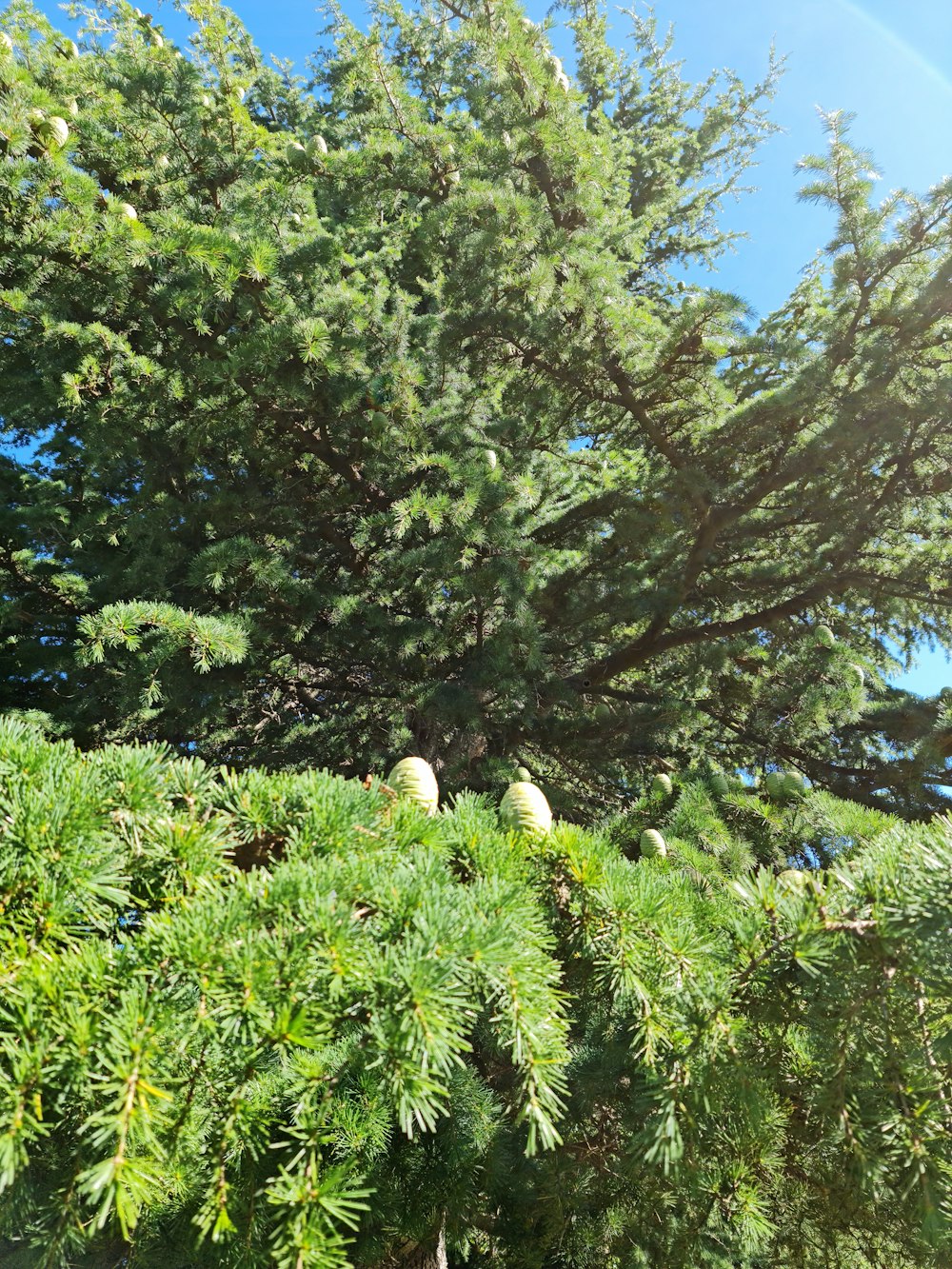 a large pine tree with lots of green leaves