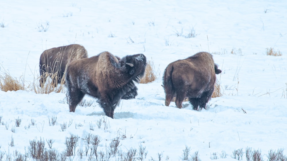 a group of bison standing in the snow