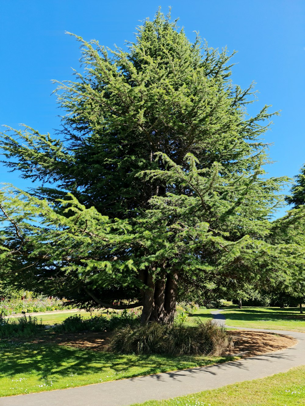 a large green tree sitting next to a sidewalk