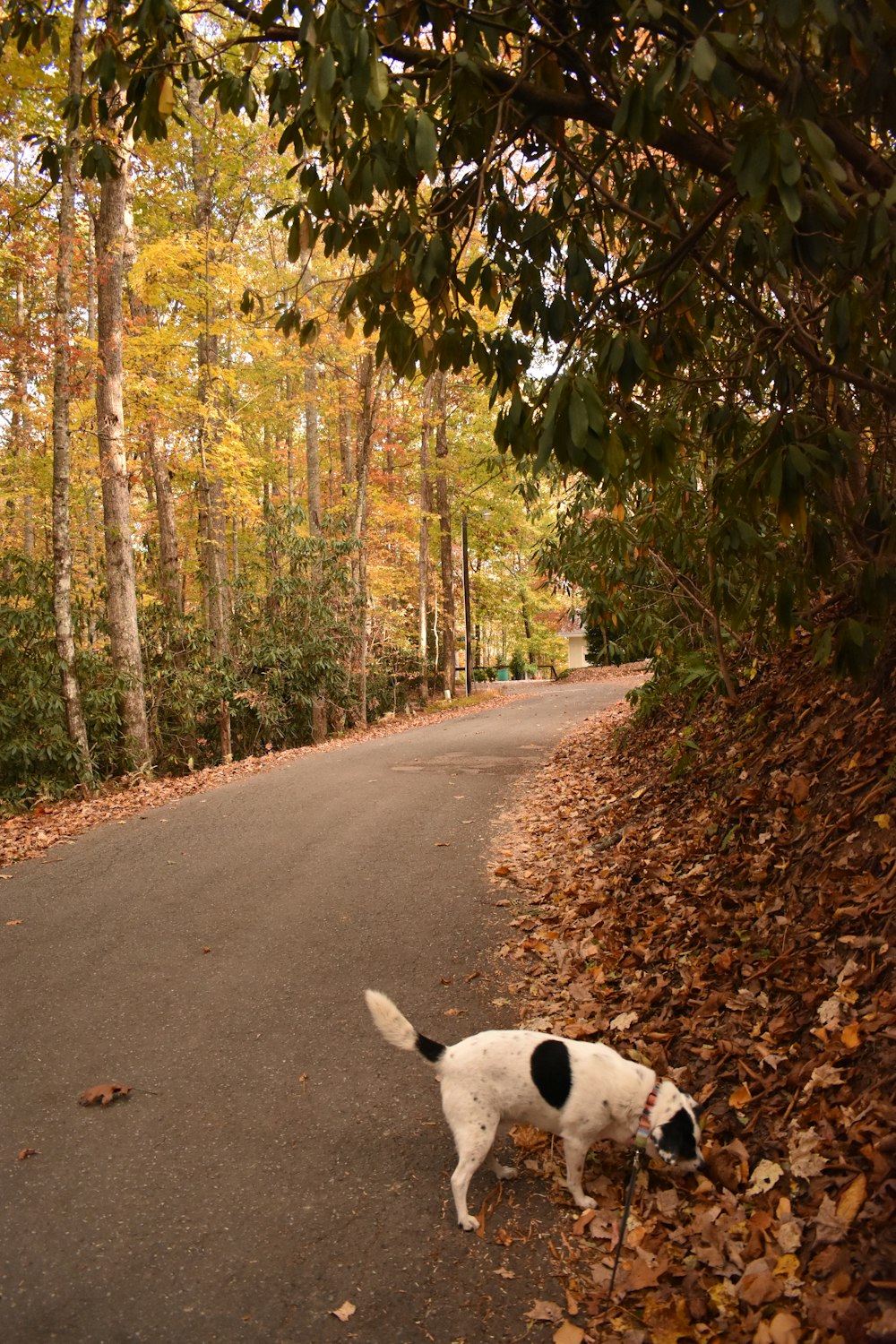 a black and white dog standing on the side of a road