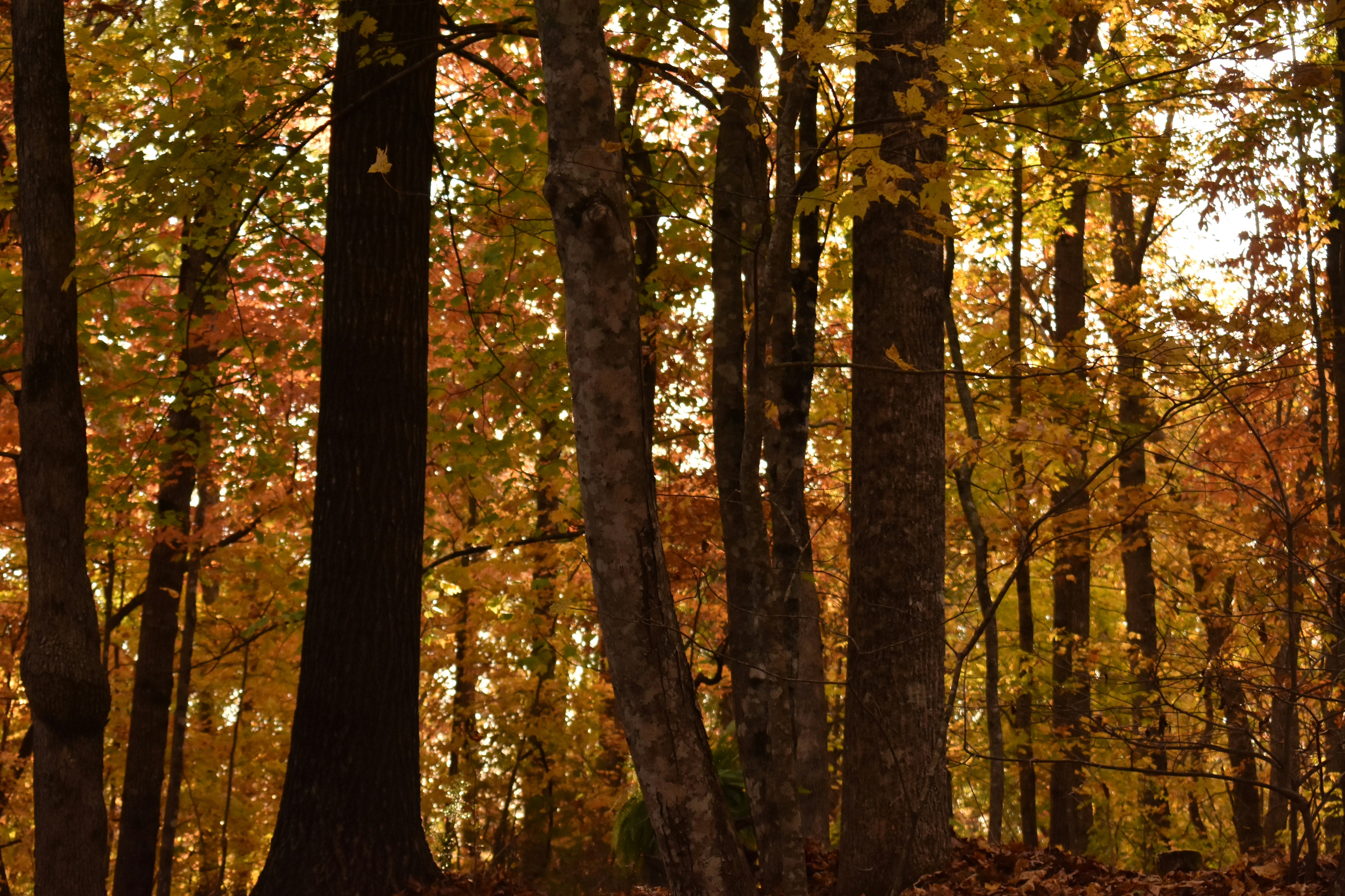 Photo by audrivangores