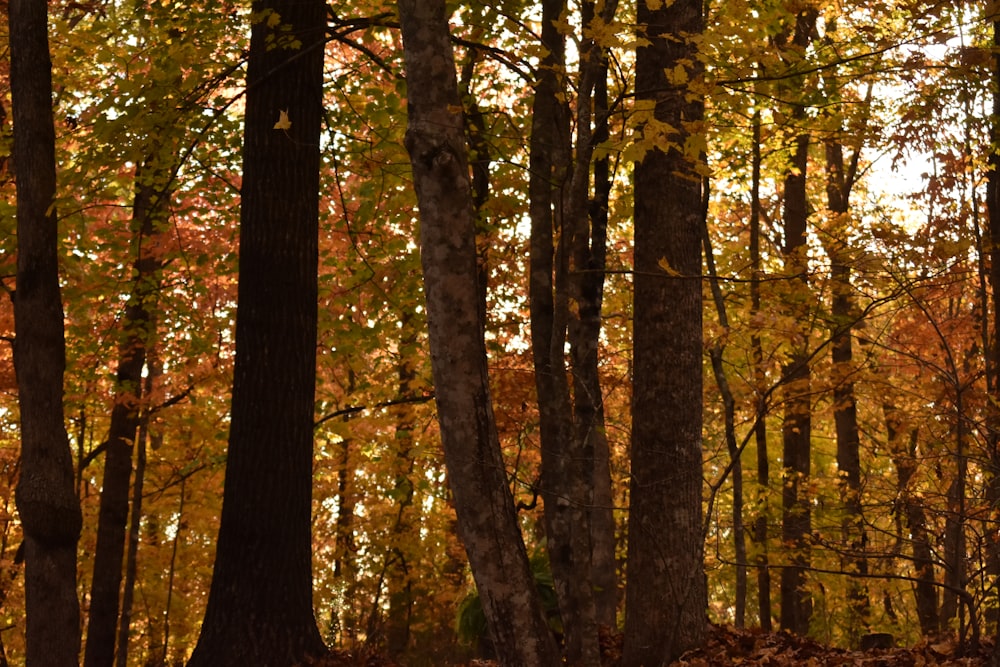 a forest filled with lots of trees covered in leaves