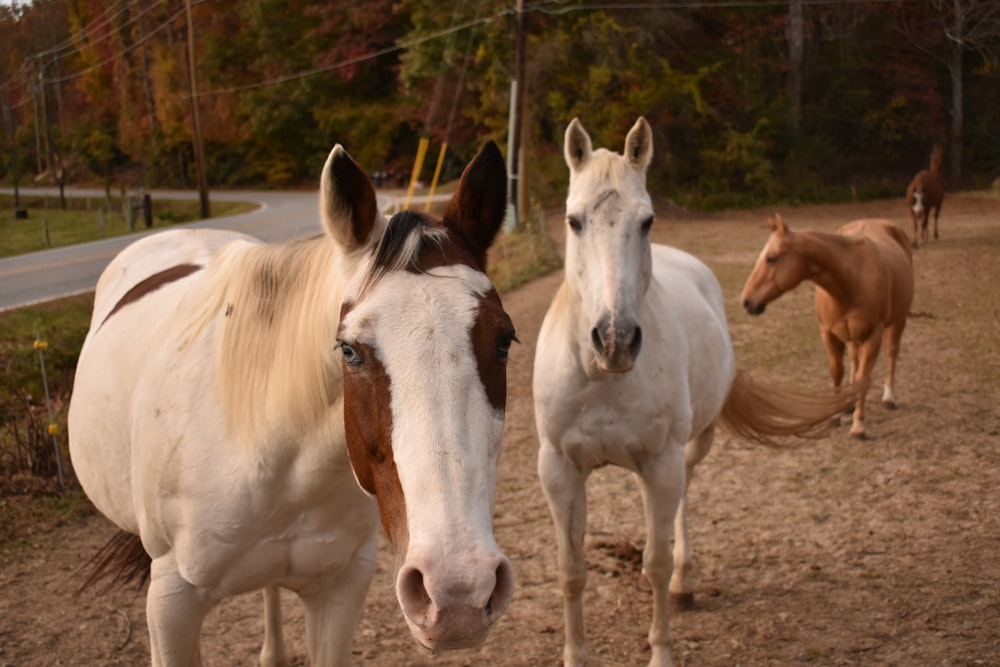 a couple of horses that are standing in the dirt