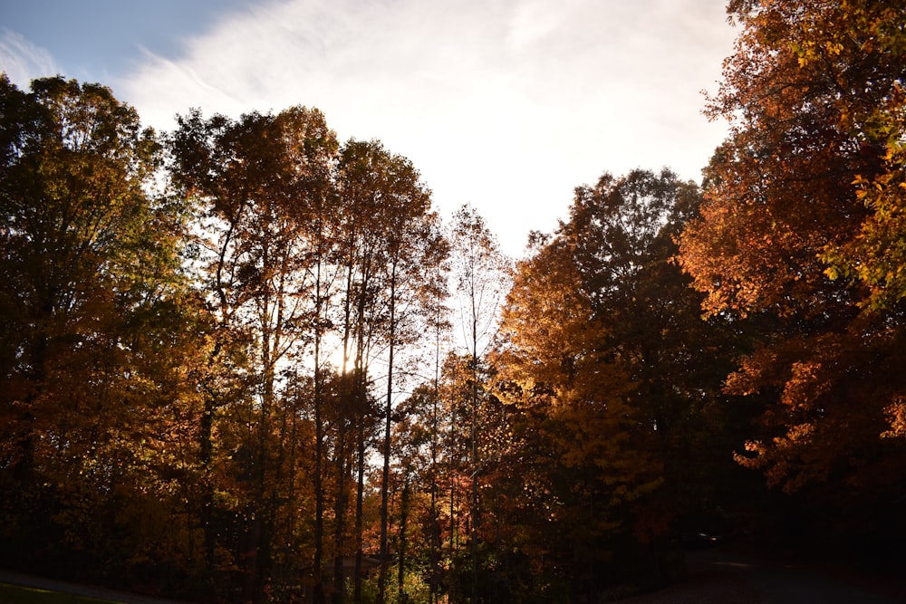 the sun shines through the trees in the forest