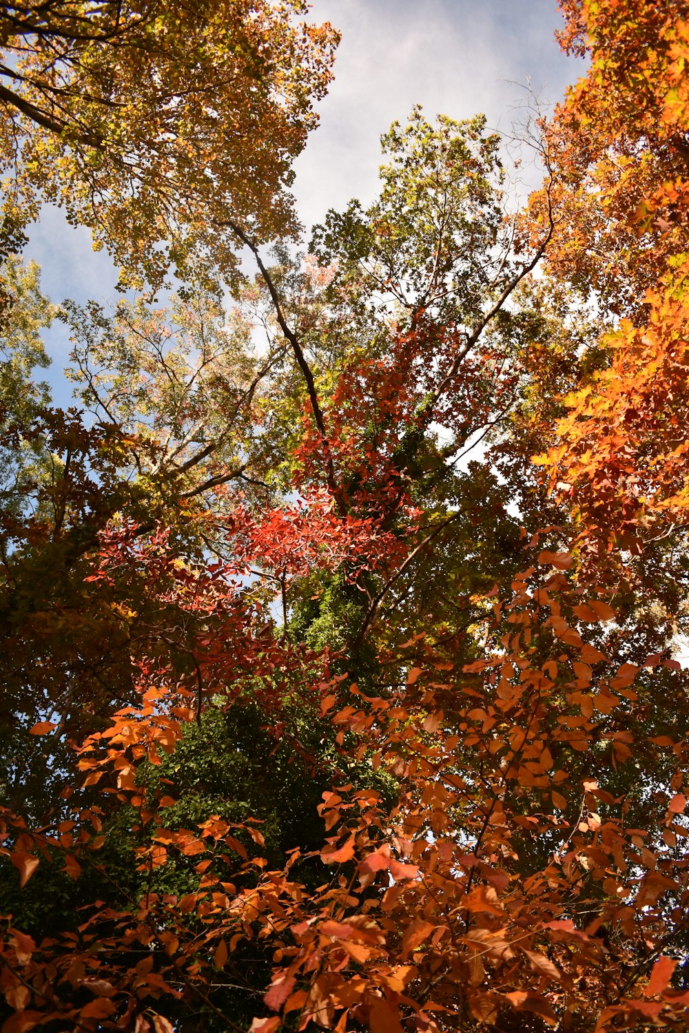 a group of trees that are next to each other