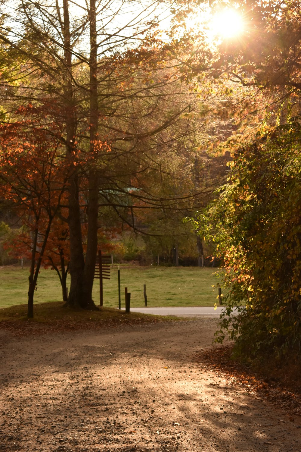 the sun shines through the trees in the park