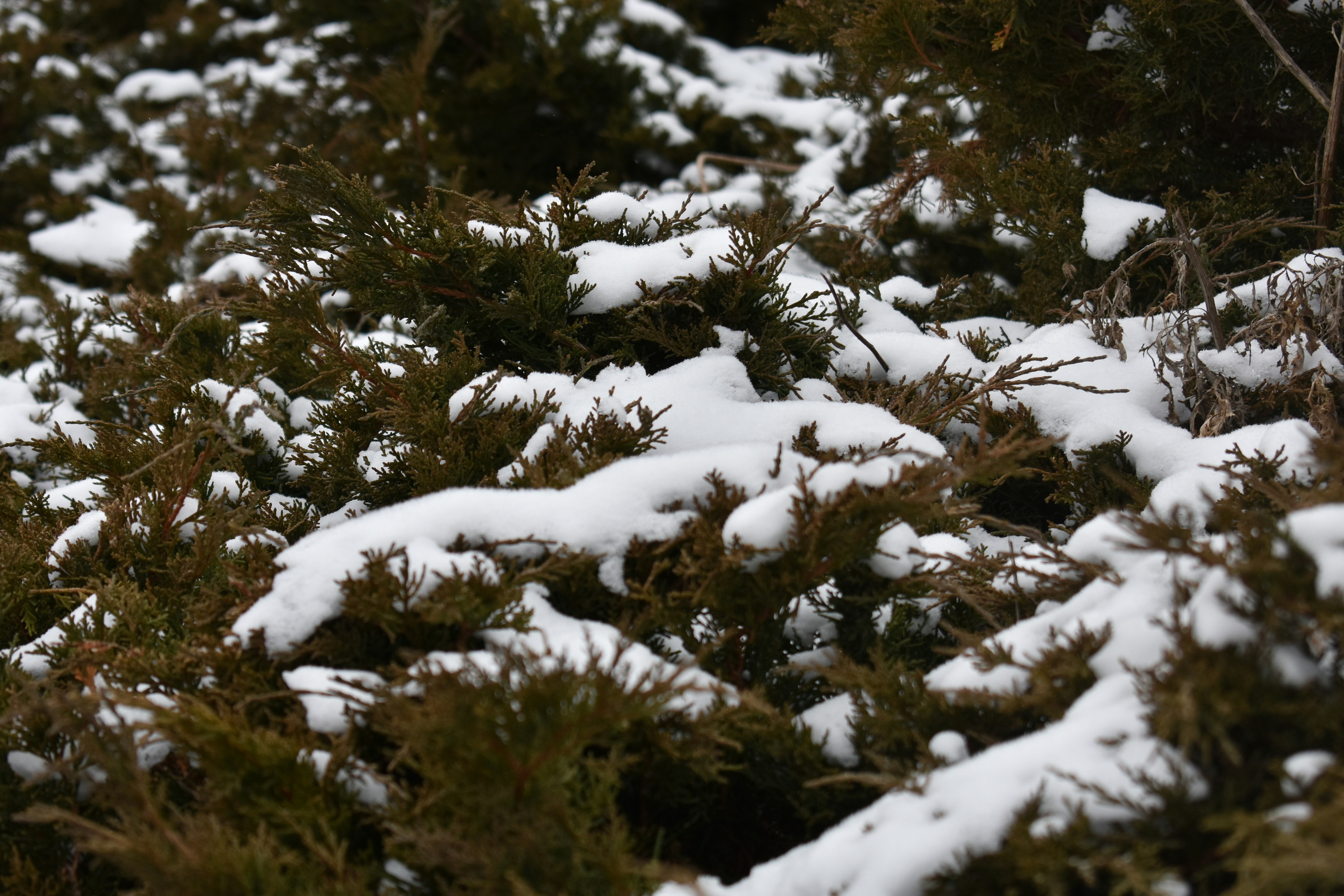 Más tormentas de nieve podrían golpear la costa este este fin de semana
