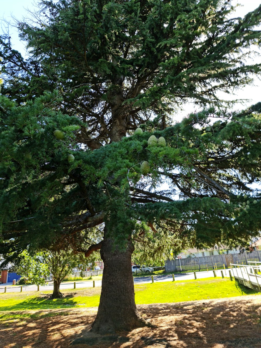 a large pine tree in the middle of a park