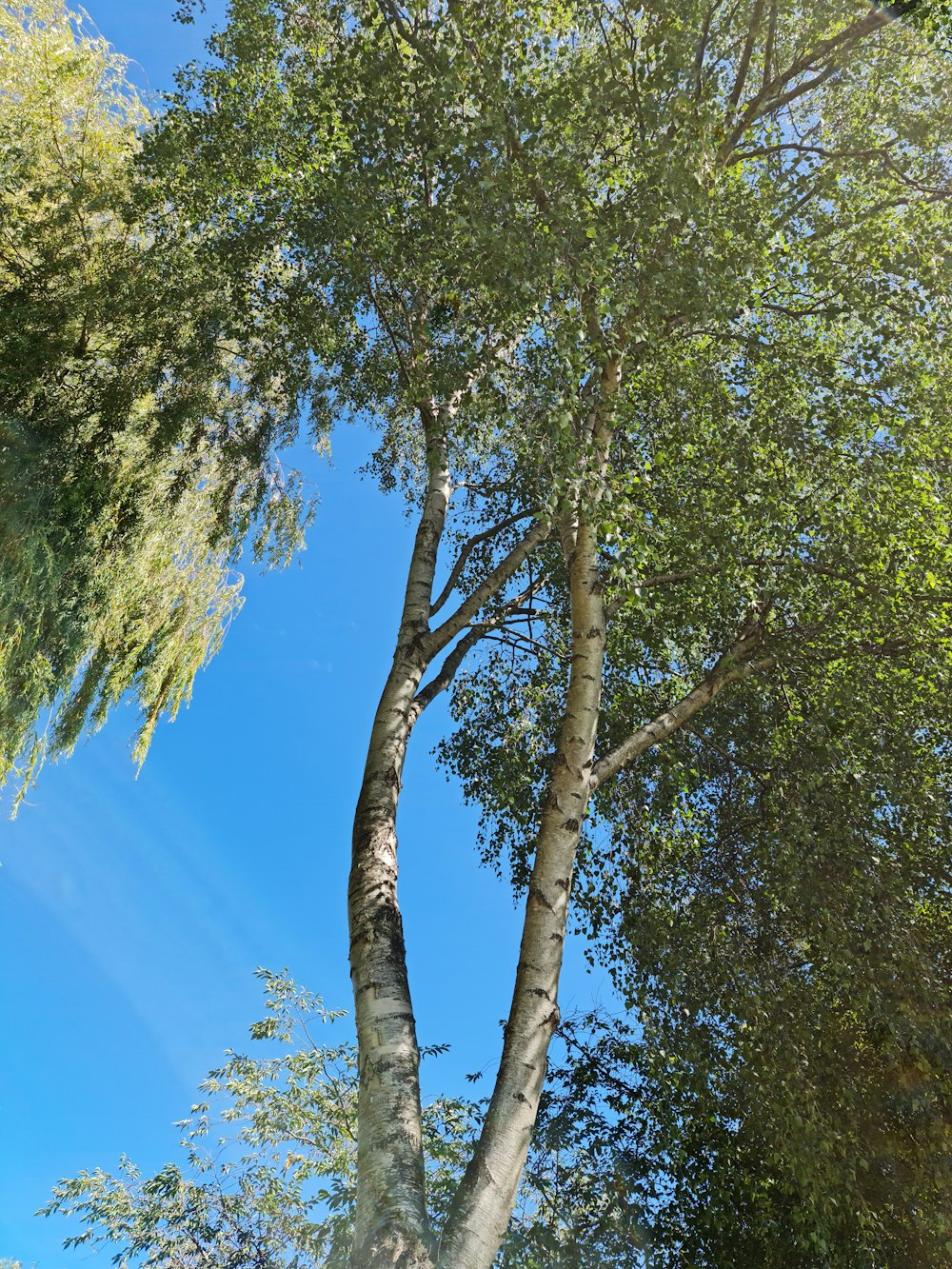uma árvore alta com um céu azul no fundo