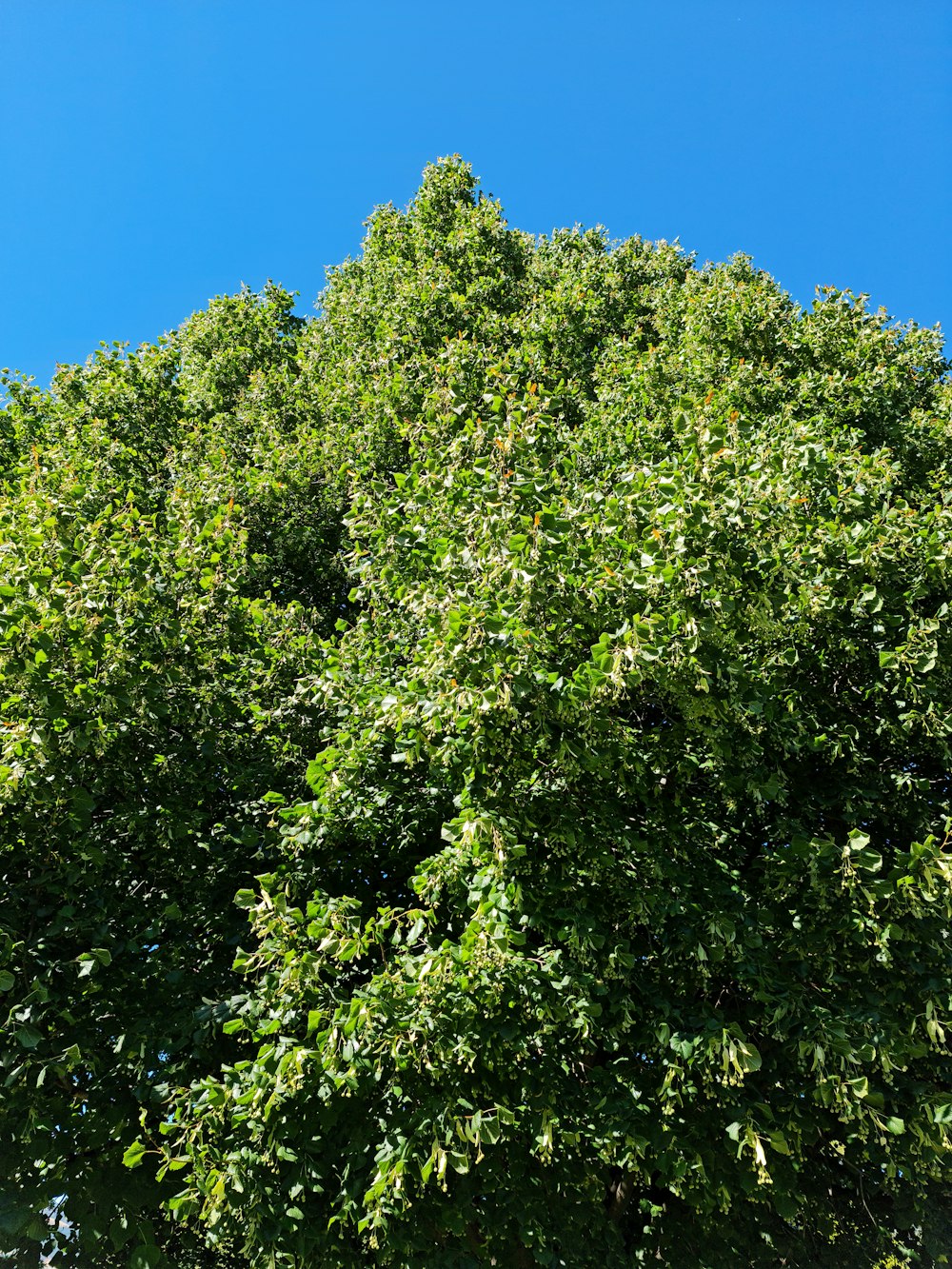 un grand arbre vert devant un ciel bleu