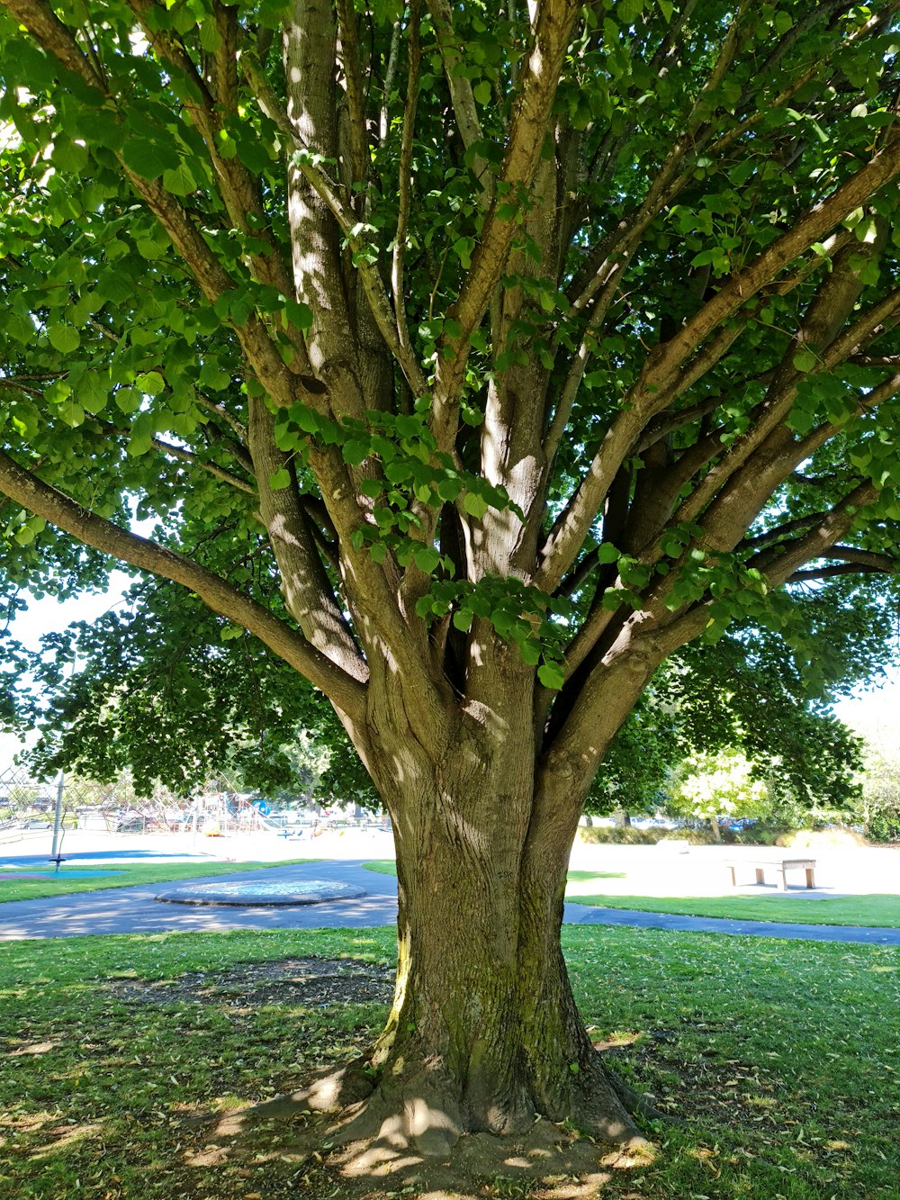 a large tree with green leaves in a park