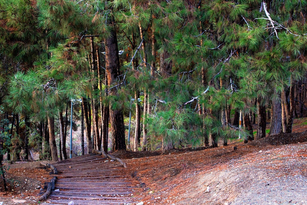 a set of wooden steps leading to a forest