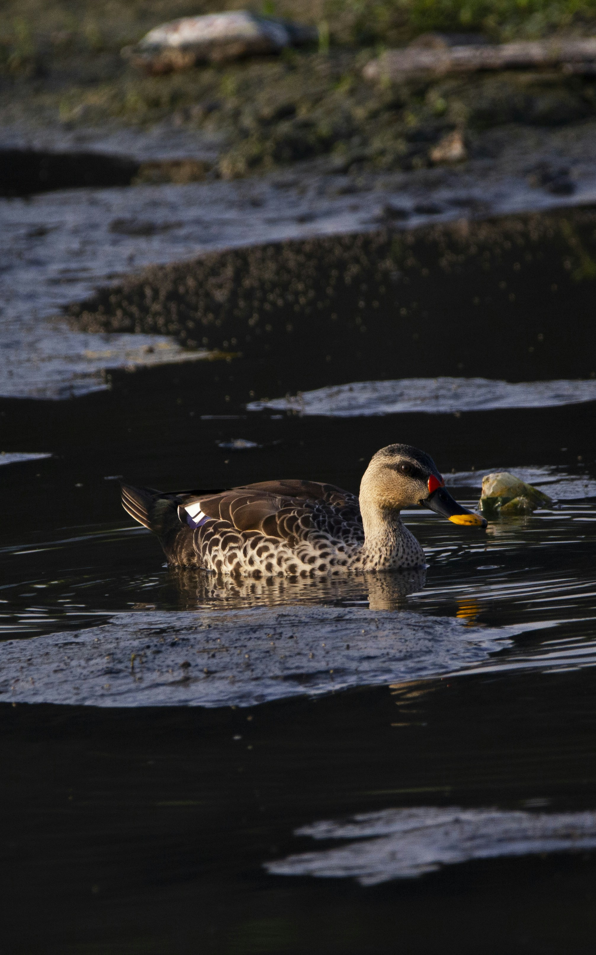Photo by balamithraselvan