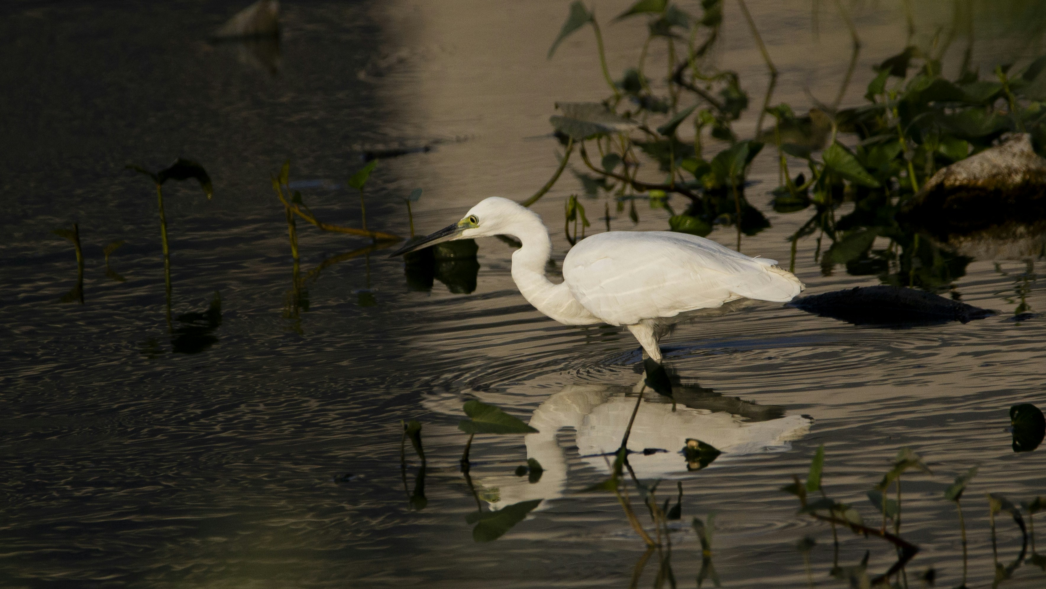 Photo by balamithraselvan