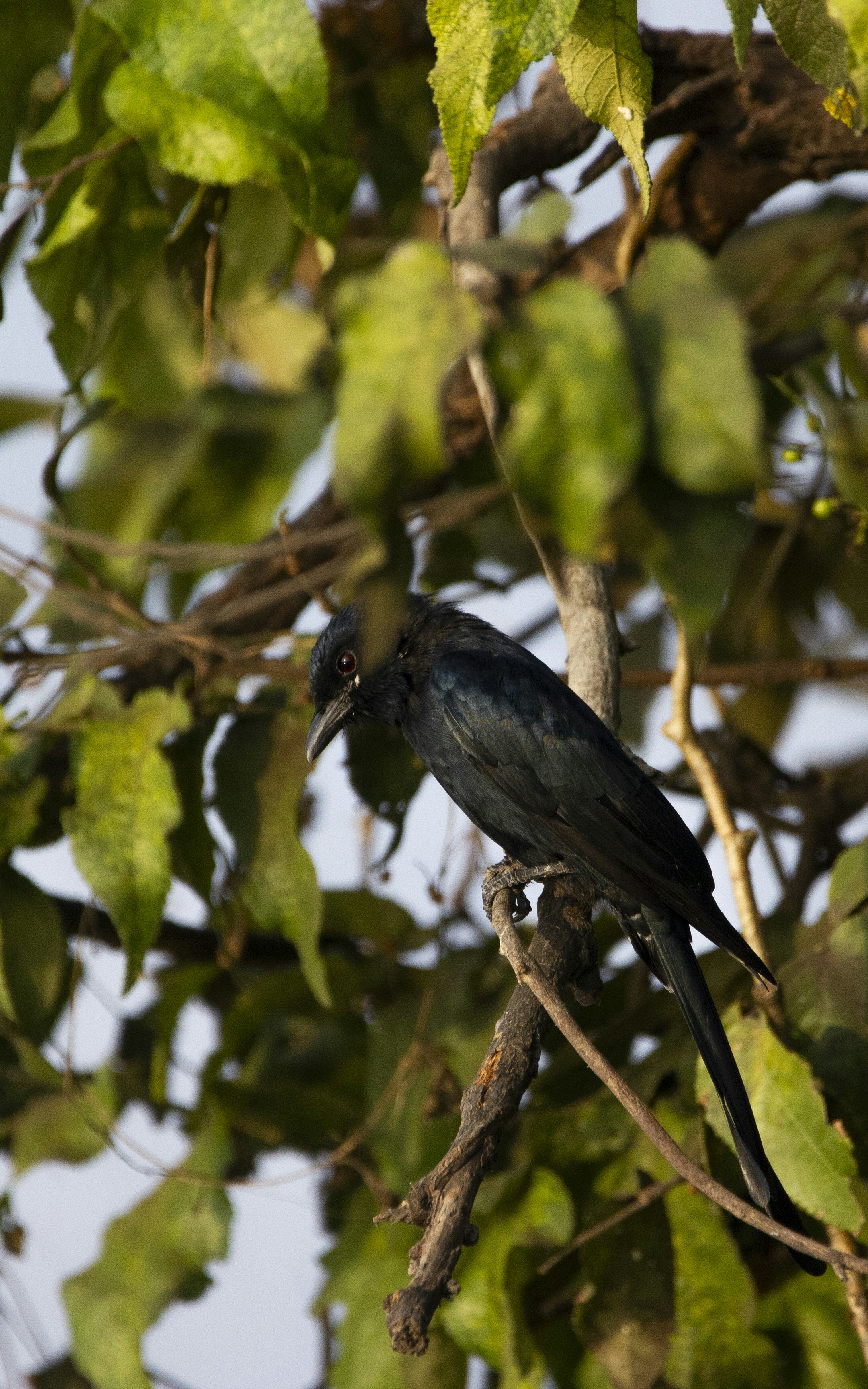 Photo by balamithraselvan