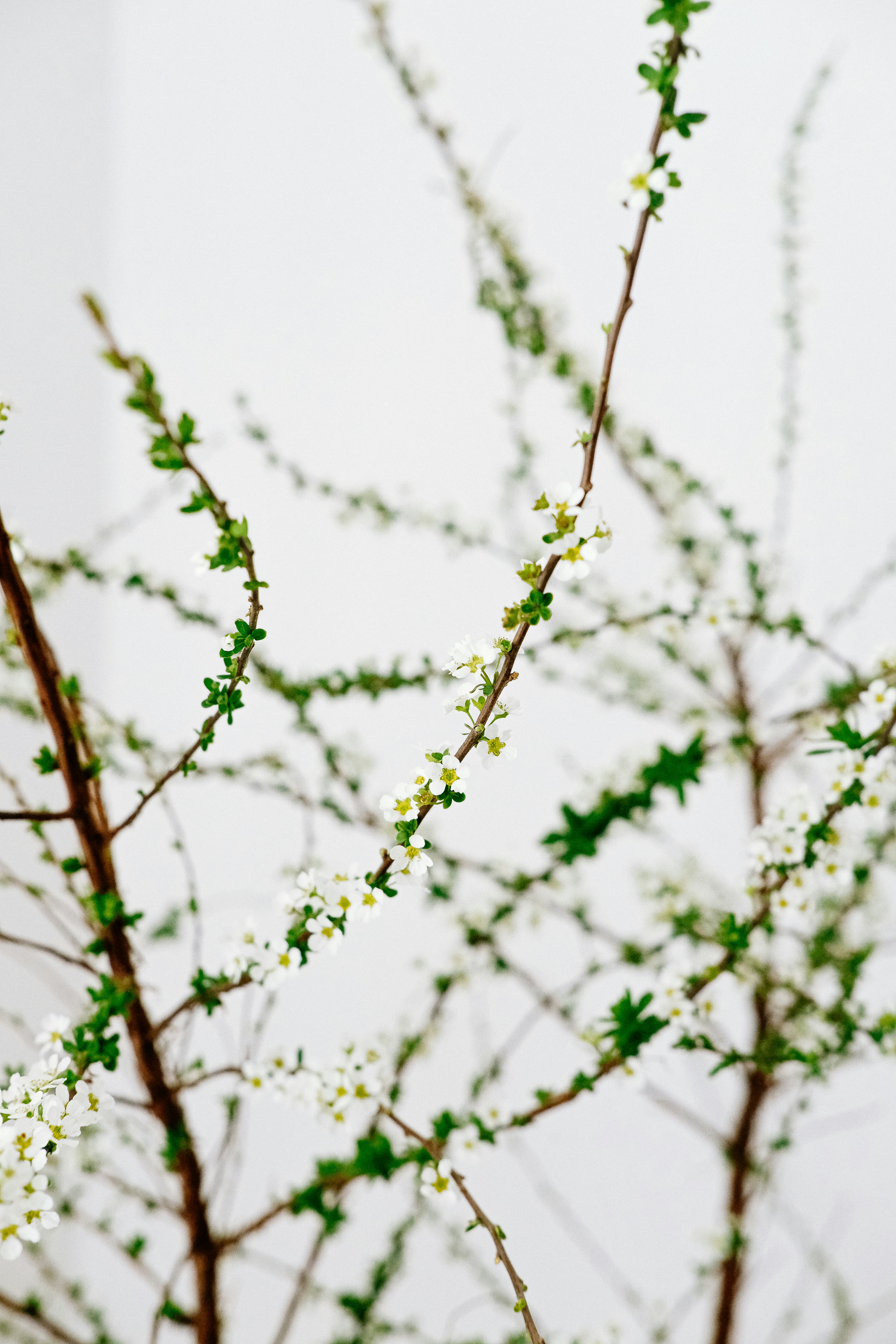 Photo by nganduong93