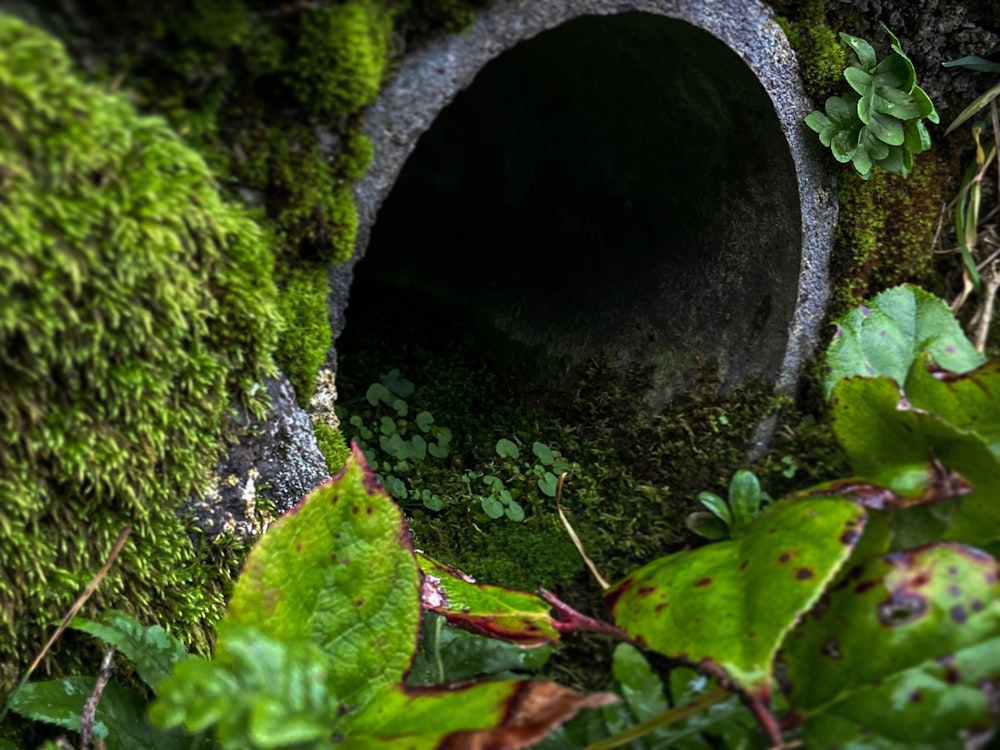 a moss covered tunnel in the middle of a forest