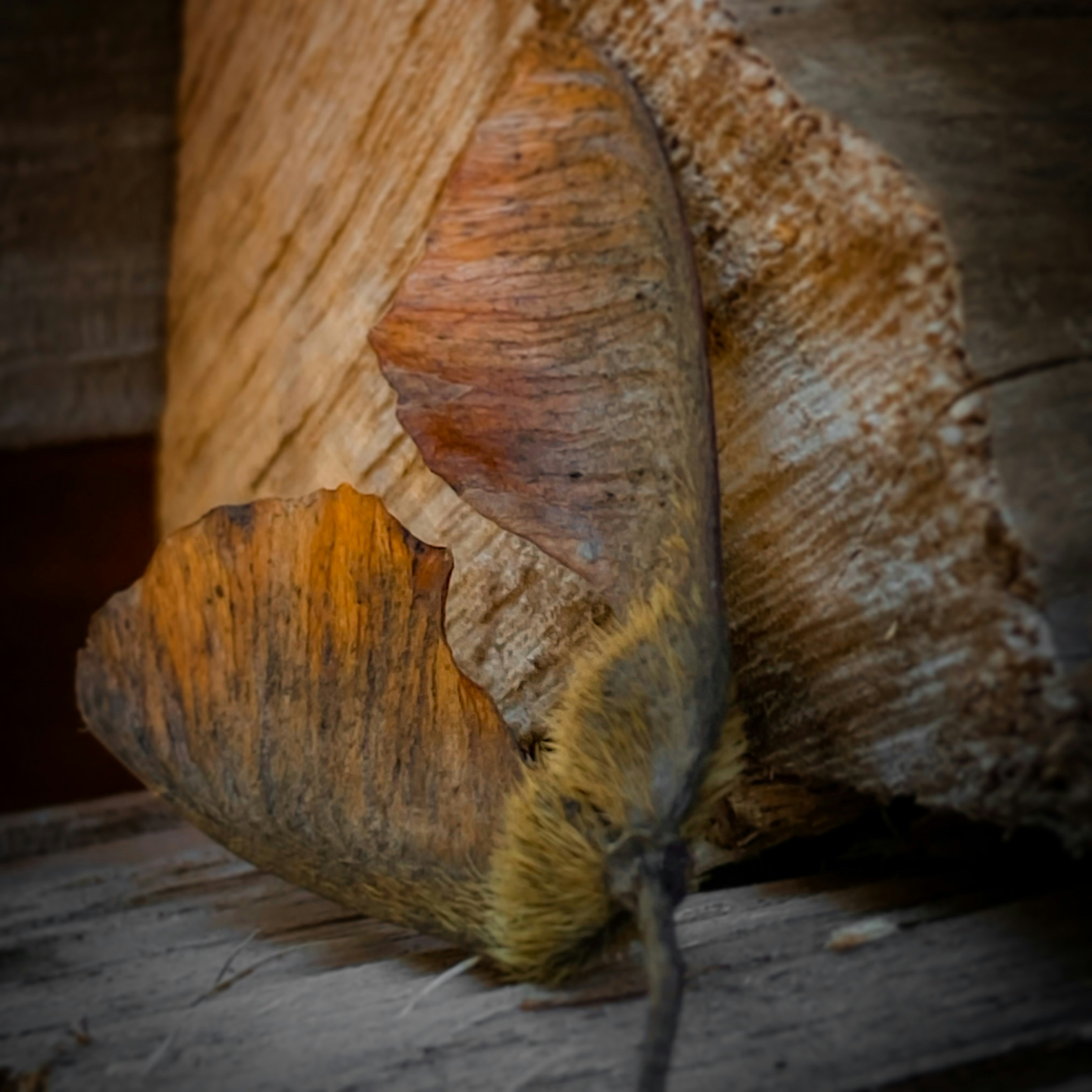 Photo by birdsfairytales