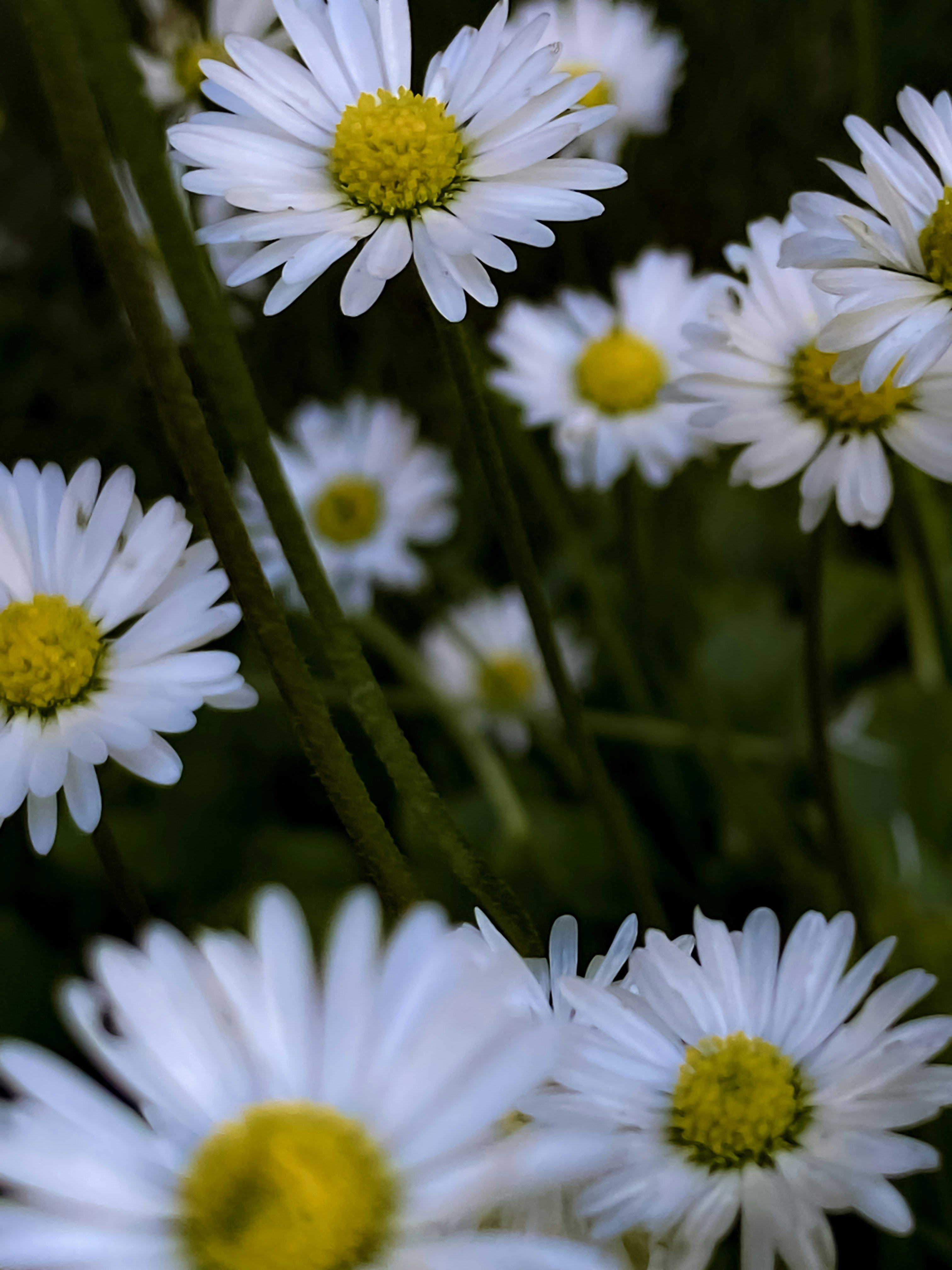 Photo by birdsfairytales