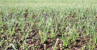 a field of green grass with dirt on the ground