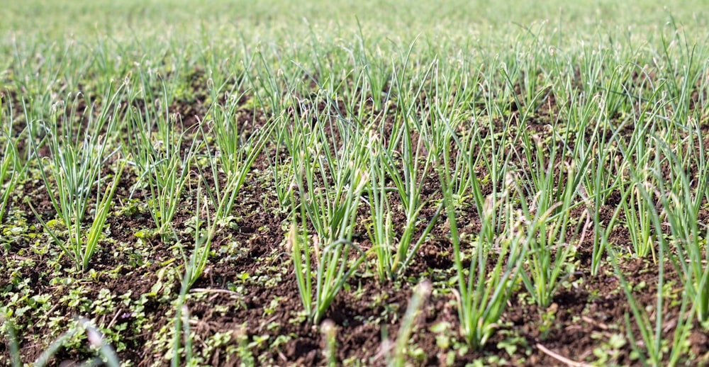 a field of green grass with dirt on the ground