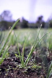 Onions in a field.