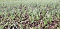 a field of green grass with a blue sky in the background