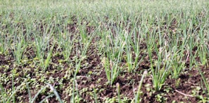 a field of green grass with a blue sky in the background