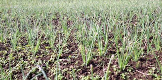 a field of green grass with a blue sky in the background