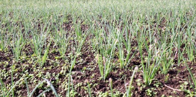 a field of green grass with a blue sky in the background