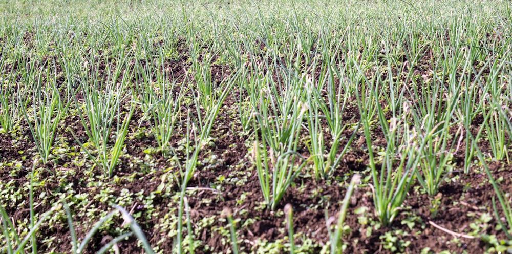 a field of green grass with a blue sky in the background