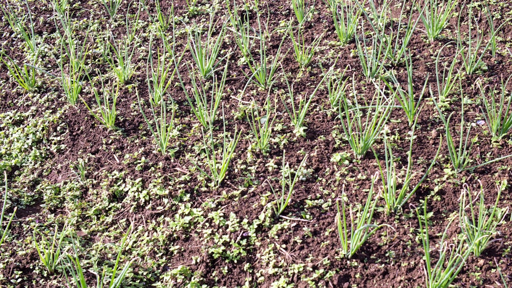 a field of green plants growing in the dirt
