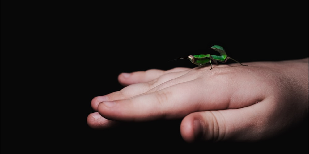 a green insect sitting on top of a person's hand