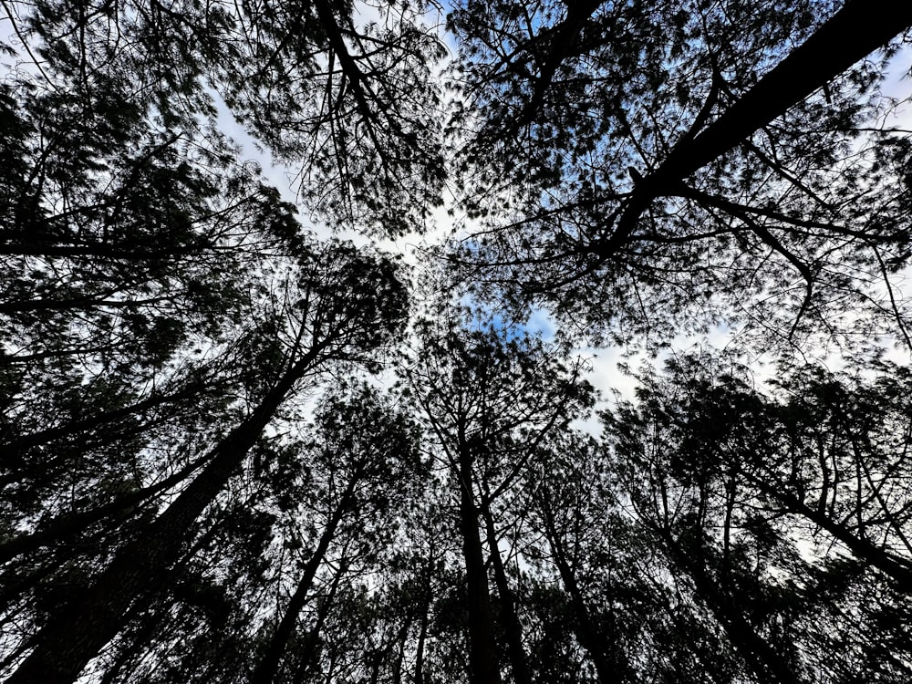 looking up at the tops of tall trees