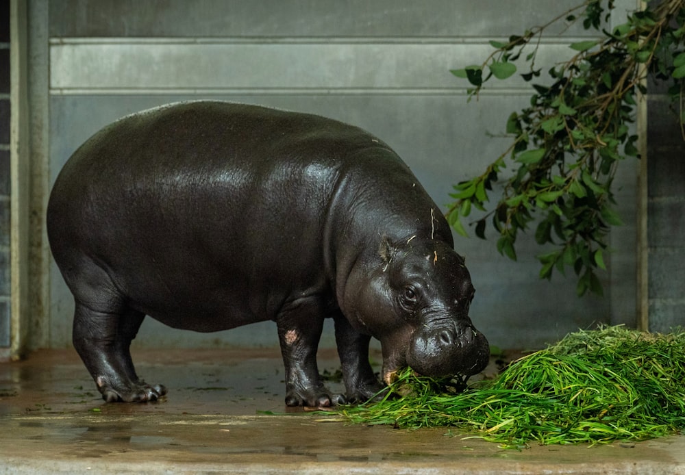 a hippopotamus eating grass in a zoo enclosure