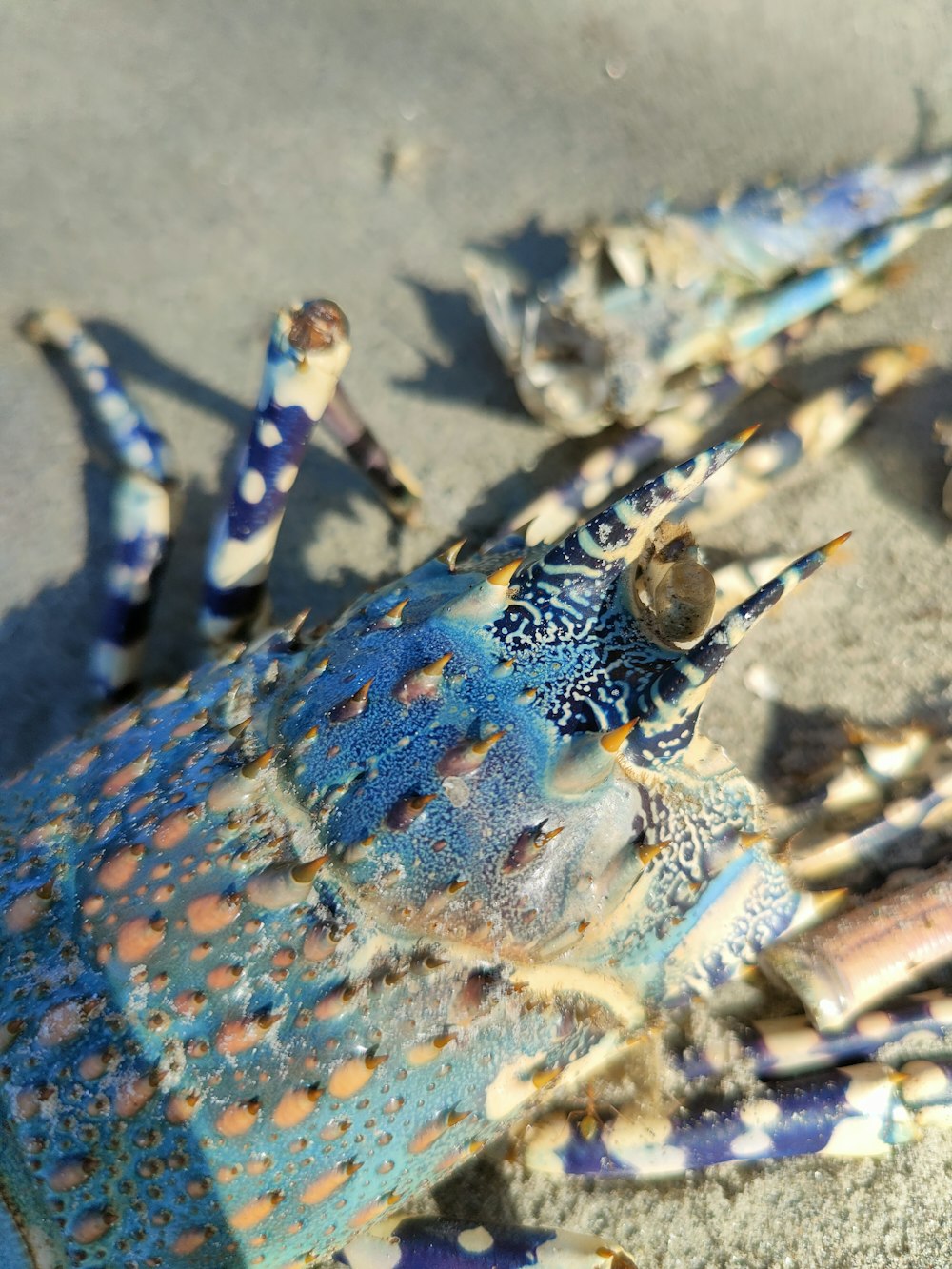 a close up of a blue crab on a beach