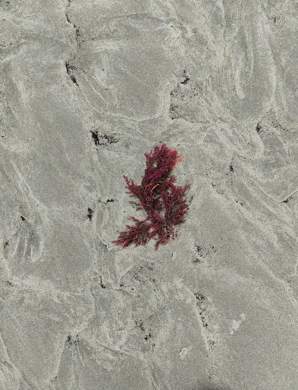 a red seaweed on a sandy beach